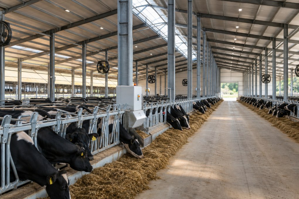 Steel Structure Barn